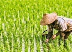 Thumbnail for Liberia to cut on rice imports dependency courtesy of US$4.3m support from European Investment Bank