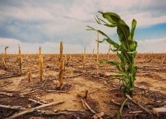 Thumbnail for UK organizations invest US$2.6M to boost sustainable farming in Kenya, tackle food insecurity