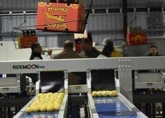 Thumbnail for Chinese citrus importer Berda Fruit establishes packhouse in South Africa