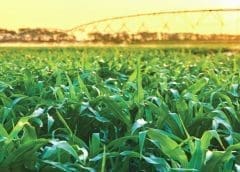 Thumbnail for China to allow imports of Brazilian corn to replace imports from Ukraine