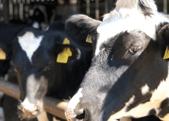 Thumbnail for Moderate alcohol consumption does not benefit heart health, but 2 servings of avocado does