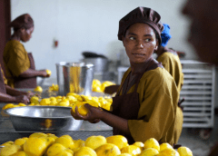 Thumbnail for FAO join forces with other developmental partners to create new policy, economic modelling tools in Africa