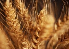 Thumbnail for Algerian grain production projected higher owing to favorable policy