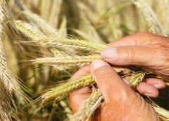 Thumbnail for Philippines rice production to stay flat in 2022-23