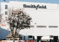 Thumbnail for Tomato grafting technology brings relief to Indian farmers