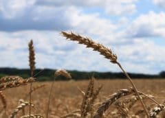 Thumbnail for Enezol new fry oil reduces food industry waste, carbon footprint