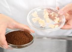 Thumbnail for Cult Food Science invests in cell-based coffee alternative company to increase global food security
