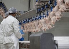 Thumbnail for Jubaili Agrotec receives US$35m from IFC to strengthen food security in sub-Saharan Africa