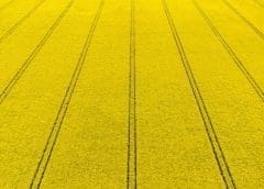 Thumbnail for Expected Ukraine export resumption pressure wheat futures to five-month lows