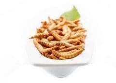 Thumbnail for Divaks secures US$3M in seed funding round to develop insect-derived ingredients for food and feed