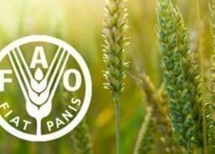 Thumbnail for FAO launches $17M project to save upcoming Ukrainian Harvest, Exports