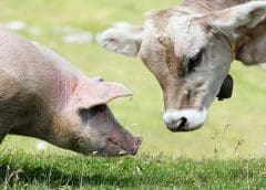 Thumbnail for National Hemp Association and Hemp Feed Coalition partner to advance hemp as animal feed