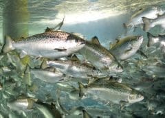 Thumbnail for Louis Dreyfus Company signs renewable power purchase agreement with Pampa Energía