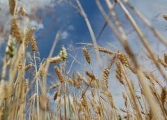 Thumbnail for Nigeria, Egypt, Tanzania, newest beneficiaries of AfDB loan to scale up food production