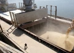 Thumbnail for Tate & Lyle expands sustainable stevia programme in China following successful on-farm pilot