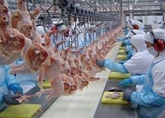 Thumbnail for Ethiopia outlines 4-year plan to raise national dairy production to 10.3bn litres