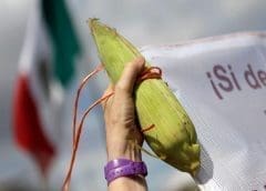 Thumbnail for India restricts wheat flour exports to manage at home prices