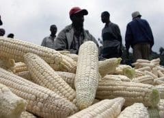 Thumbnail for Bond Pet Foods closes $17.5M funding round, enters meat space