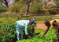 Thumbnail for Landus, Consus form grain marketing partnership