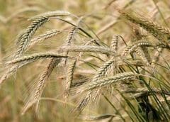 Thumbnail for Carlsberg innovates technology to breed new high-quality and climate-tolerant raw materials