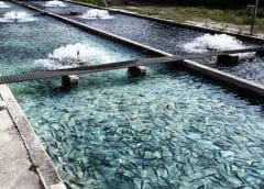 Thumbnail for Bega Cheese sells stake in joint Venture with Vitasoy for US$36M