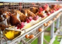 Thumbnail for Livestock trade ban imposed due to foot and mouth disease outbreak in Rwanda