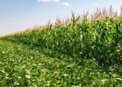 Thumbnail for University of Saskatchewan to set up sustainable aquaculture feed facility