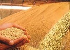 Thumbnail for Crown Flour Mill hits target in developing wheat seeds for Nigeria’s climate