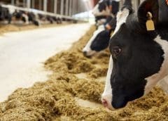 Thumbnail for OPEC Fund issues support to Côte d’Ivoire, Lesotho promoting food security, agricultural development