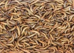 Thumbnail for Solar Foods revolutionizes food production with CO2-based milk protein