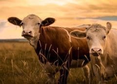 Thumbnail for Good Culture forms alliance with American dairy giant DFA to launch probiotic milk