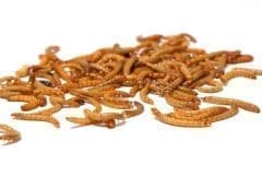 Thumbnail for China suspends import of Tyson Foods’ beef and pork products processed in Indiana plant