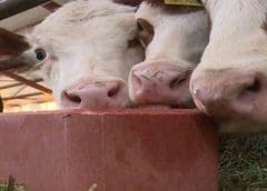 Thumbnail for Bar Magen to build Nigeria’s first salt, mineral block licks production unit following US$4.5m IFC backing