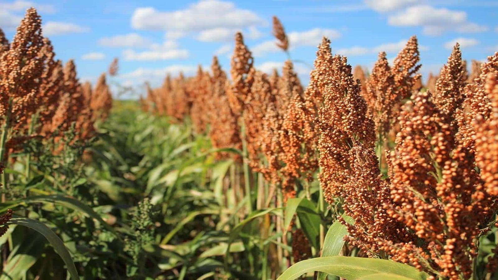 Thumbnail for Nigeria sorghum production expected to increase to 7 million tonnes
