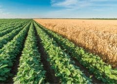 Thumbnail for South Africa’s orange exports to European markets are soaring despite EU tariff