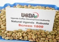 Thumbnail for African Development Bank loans Morocco US$194m to ramp up cereal production