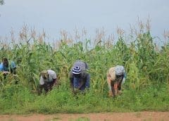 Thumbnail for Reusable packaging maker IFCO opens new service hub in Morocco to drive export of sustainable fresh produce