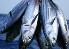 Thumbnail for Danone mulls rebranding popular products in Russia, divest dairy facility in Spain