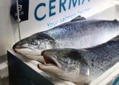 Thumbnail for Cermaq holds back investment plans in Norway after a proposed resource rent tax increment