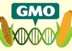 Thumbnail for ADB welcomes special credit program to Ghanaian agri-sector, its investment hits US$75.54m