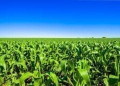 Thumbnail for African Development Bank loans Morocco US$194m to ramp up cereal production