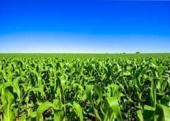 Thumbnail for Brookside Dairy celebrates farmers with Ksh 323M in annual bonuses