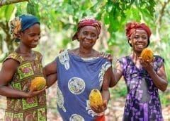 Thumbnail for Ghana pilots cocoa traceability system ahead of EU deforestation regulation 