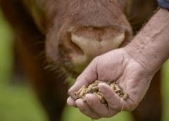 Thumbnail for High energy costs force DSM to temporarily halt animal grade vitamin A and reduce vitamin E Production