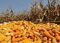 Thumbnail for <strong>Ingredion posts 15% jump in quarterly sales, accelerates diversification away from pea protein</strong>