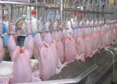 Thumbnail for Tanzania seeks to boost meat production to meet global market demand