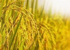 Thumbnail for Landus, AMVC feed mill in Iowa to produce 400,000 tonnes of swine feed once fully operational in 2024