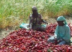 Thumbnail for WTO says export restrictions can further contribute to worsened global economic outlook