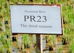 Thumbnail for Appointment roundup: SCHULE names new managing director, Arcadia Biosciences gets new CFO