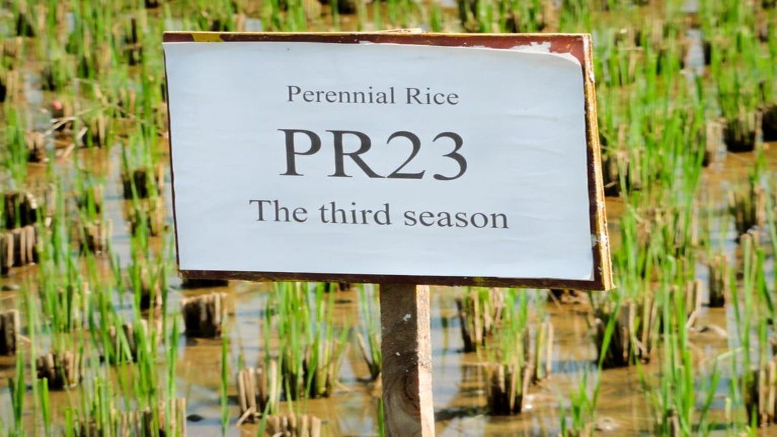 Thumbnail for <strong>Researchers develop rice variety capable of regrowing season after season without reseeding</strong>